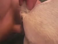 Zoo fucker is screwing his small white doggy with love